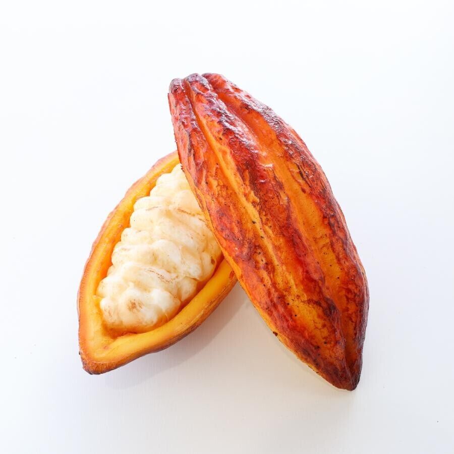 Fresh Cacao Pod